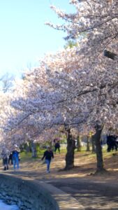 Cherry Blossoms (Washington DC)