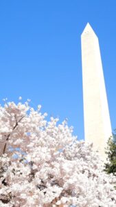 Cherry Blossoms (Washington DC)