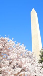 Cherry Blossoms (Washington DC)