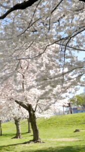 Cherry Blossoms (Washington DC)