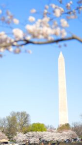 Cherry Blossoms (Washington DC)