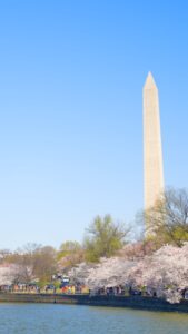 Cherry Blossoms (Washington DC)