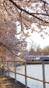 Cherry Blossoms (Washington DC)