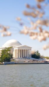 Cherry Blossoms (Washington DC)